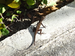 Anolis jubar