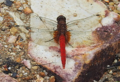 Orthetrum testaceum soembanum