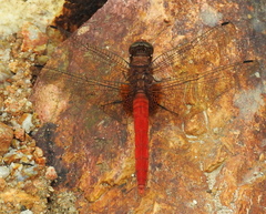 Orthetrum testaceum soembanum