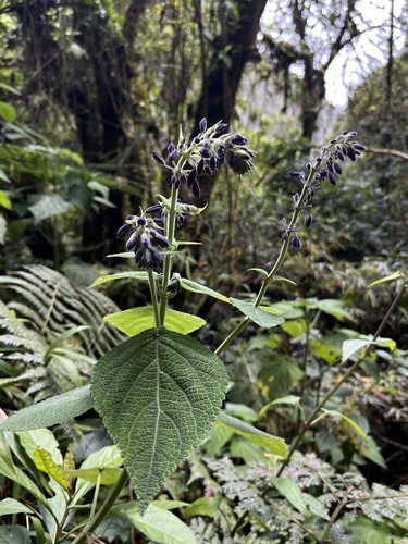 Salvia amethystina