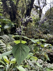 Salvia amethystina