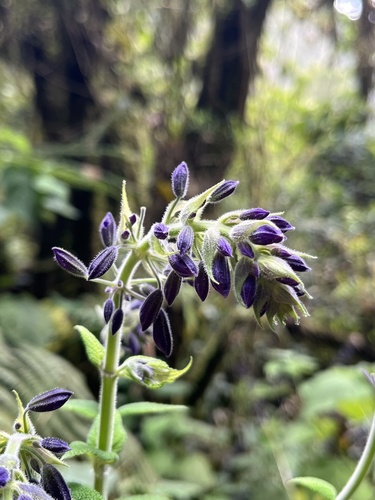 Salvia amethystina, photograph 1