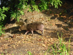 Hydrochoerus isthmius