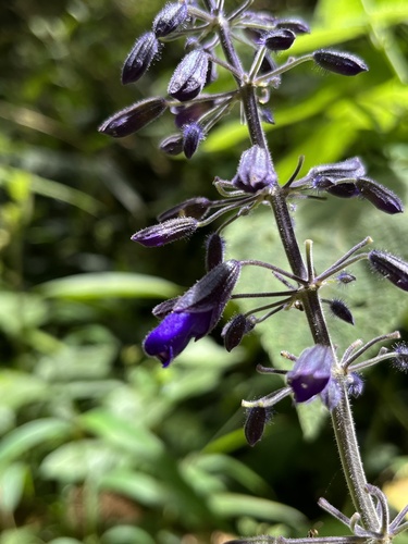Salvia amethystina, photograph 3