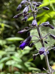Salvia amethystina, photograph (c) Nicolás Baresch Uribe, some rights reserved (CC BY)