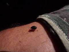 Chrysomelidae