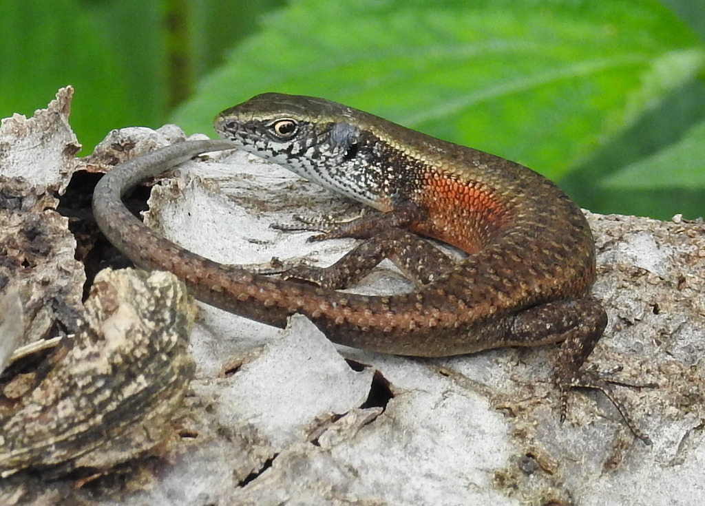 Timor Four-Fingered Skink