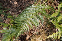 Dryopteris nipponensis
