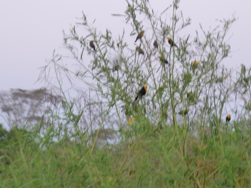 Chrysomus icterocephalus