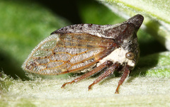 Tsunozemia paradoxa