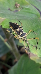 Zelus armillatus