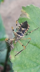 Zelus armillatus