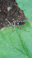 Zelus armillatus