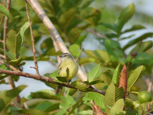 Tyrannulus elatus