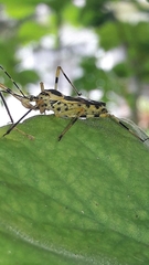 Zelus armillatus