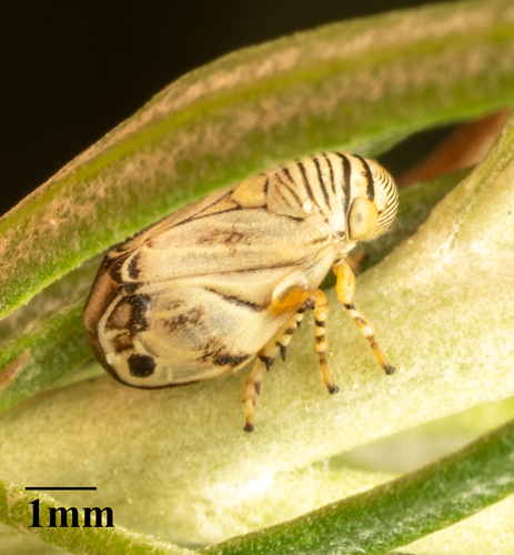 Clastoptera delicata