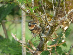 Hypnelus ruficollis