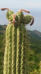 Cephalocereus nudus