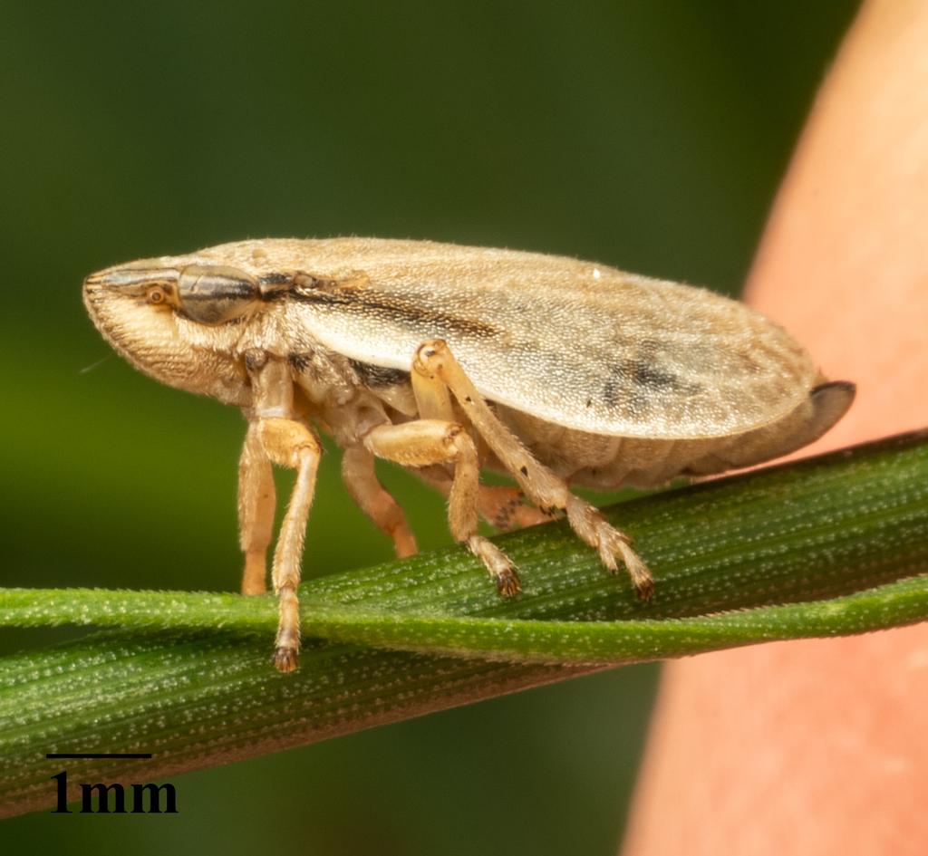 Prairie spittlebug