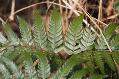 Dryopteris nipponensis