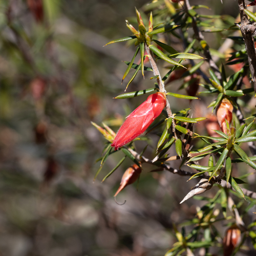 Stenanthera conostephioides, photograph 1