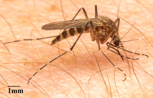 Whining Spring Mosquito
