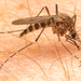 Aedes increpitus - Photo no hay derechos reservados, subido por Jesse Rorabaugh