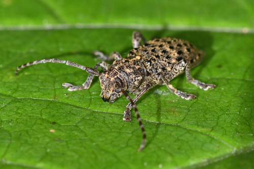 Thorn-tailed Longhorn Beetle photo 2