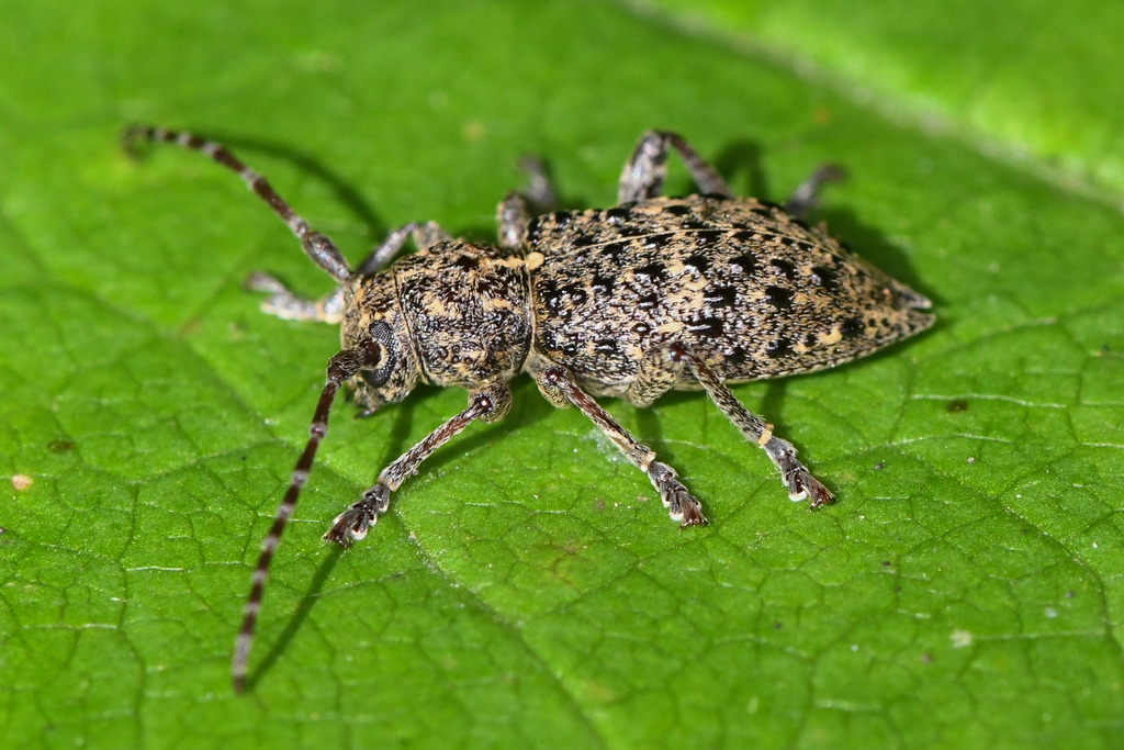 Plectrura spinicauda