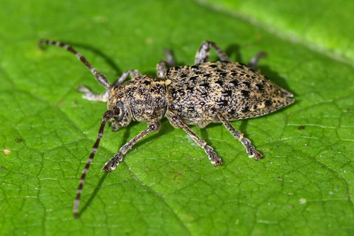 Plectrura spinicauda