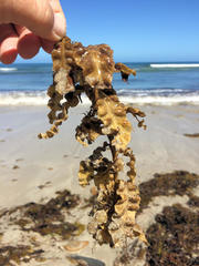 Sargassum paradoxum