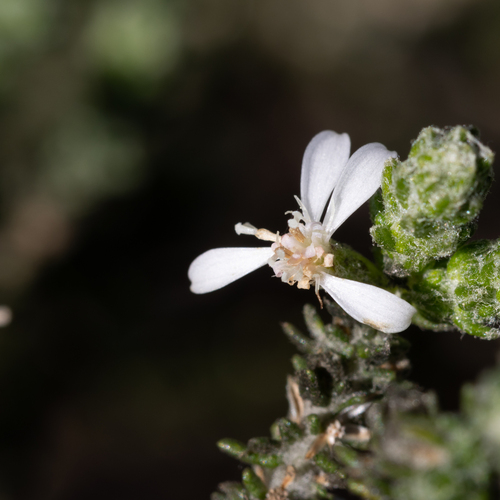 woolly daisy-bush (Olearia lanuginosa)