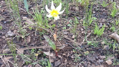 Erythronium helenae