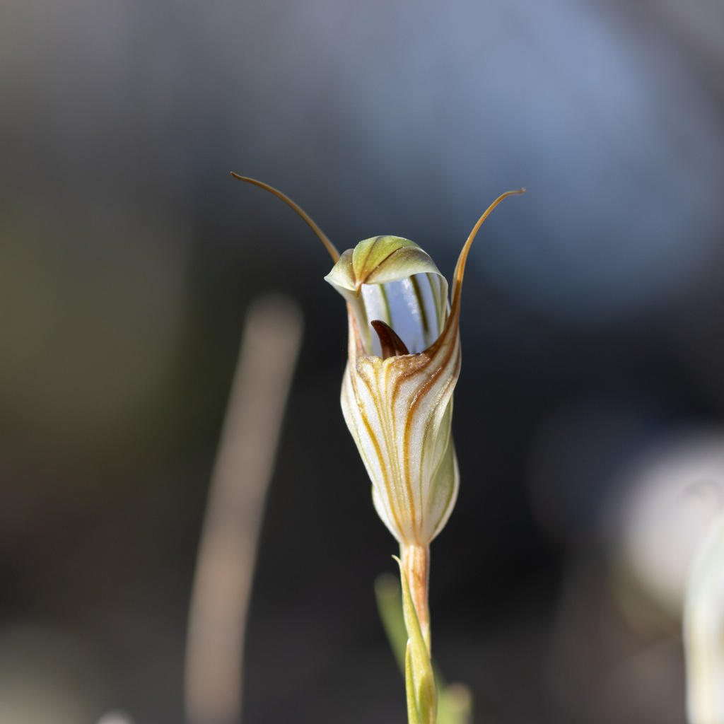 Pterostylis erythroconcha