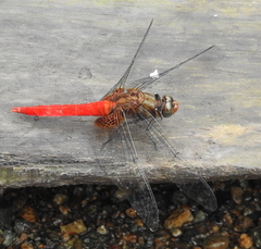 Orthetrum testaceum soembanum