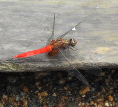 Orthetrum testaceum soembanum