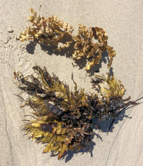 Sargassum paradoxum