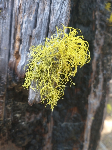 Wolf Lichen
