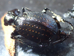 Chrysostigma