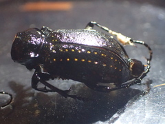 Chrysostigma