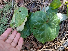 Asarum hartwegii