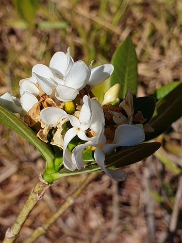 Tabernaemontana solanifolia (Tabernaemontana solanifolia)