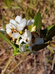 Tabernaemontana solanifolia (Tabernaemontana solanifolia)