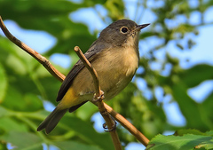Virginia's Warbler photo 5
