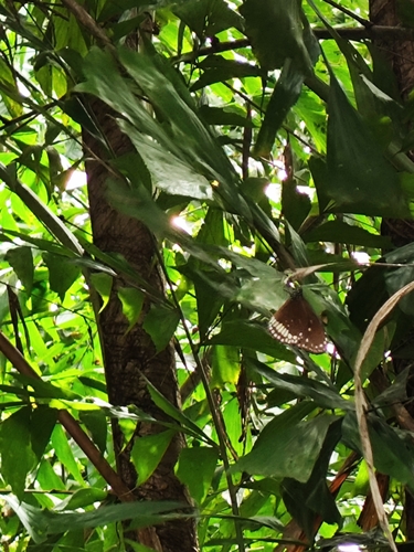 Photo of Common Crow (Euploea core)