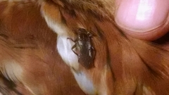 Hippoboscoidea