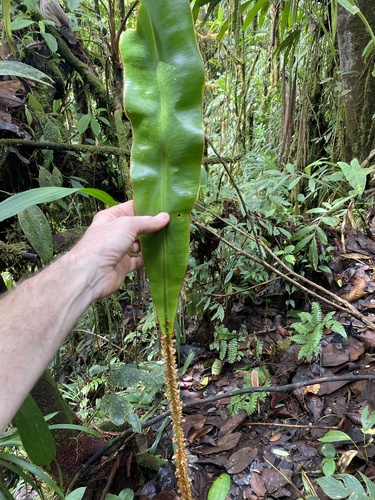 Showy Tonguefern (Elaphoglossum decoratum)