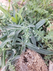 Dudleya saxosa collomiae