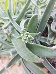 Dudleya saxosa collomiae