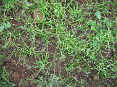 Harpagonella palmeri